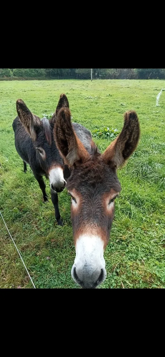 For sale  selection of donkeys - Image 4
