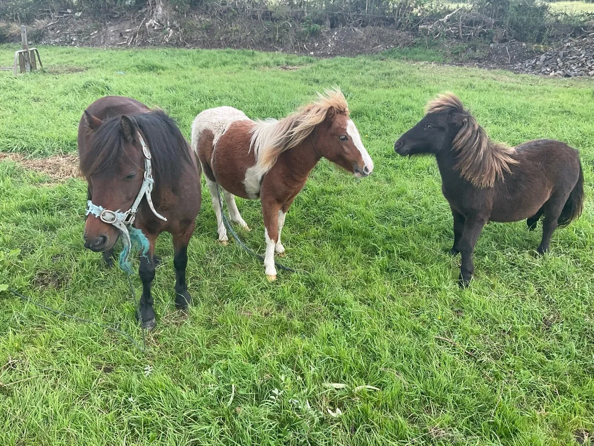 Falabella ponies for sale - Image 1