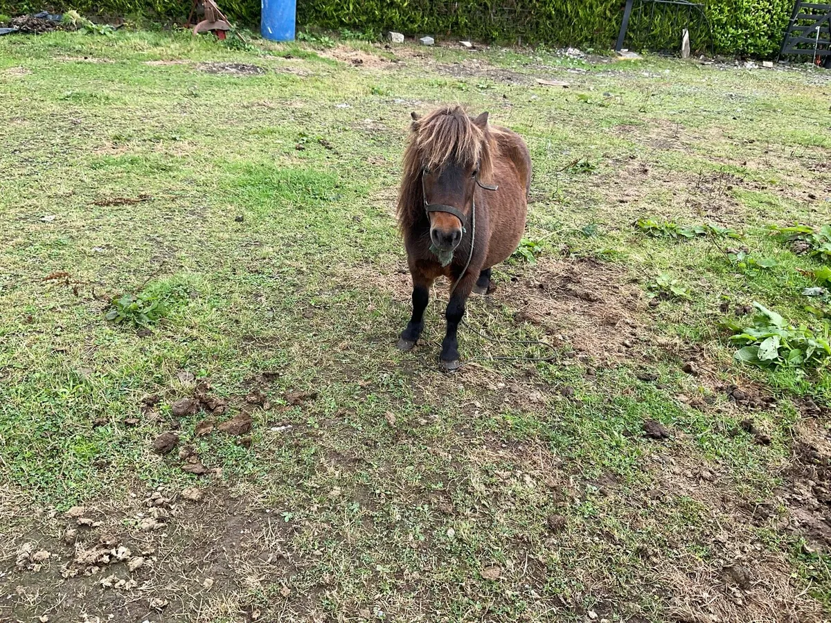 Falabella ponies for sale - Image 2