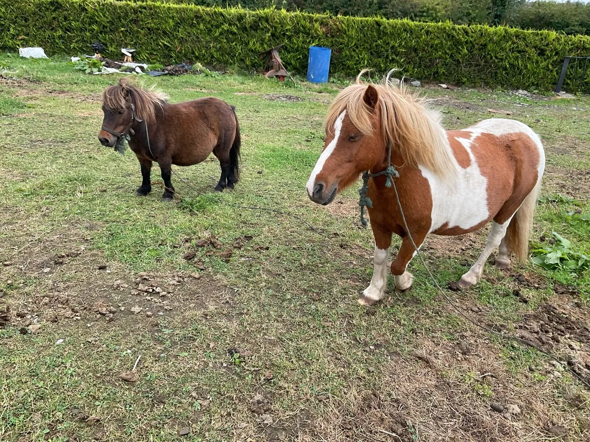 Falabella ponies for sale - Image 3