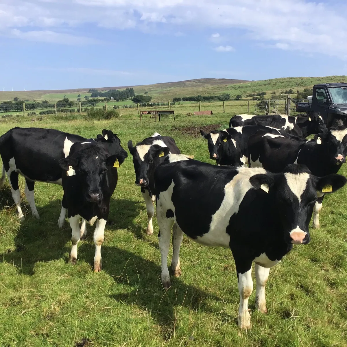 Maiden Friesian Heifers - Image 1