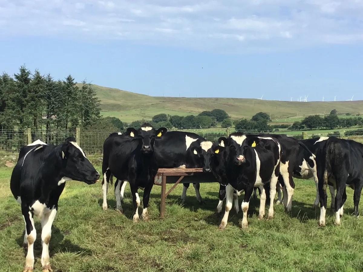 Maiden Friesian Heifers - Image 2
