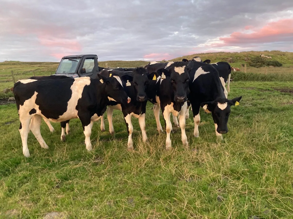Maiden Friesian Heifers - Image 3