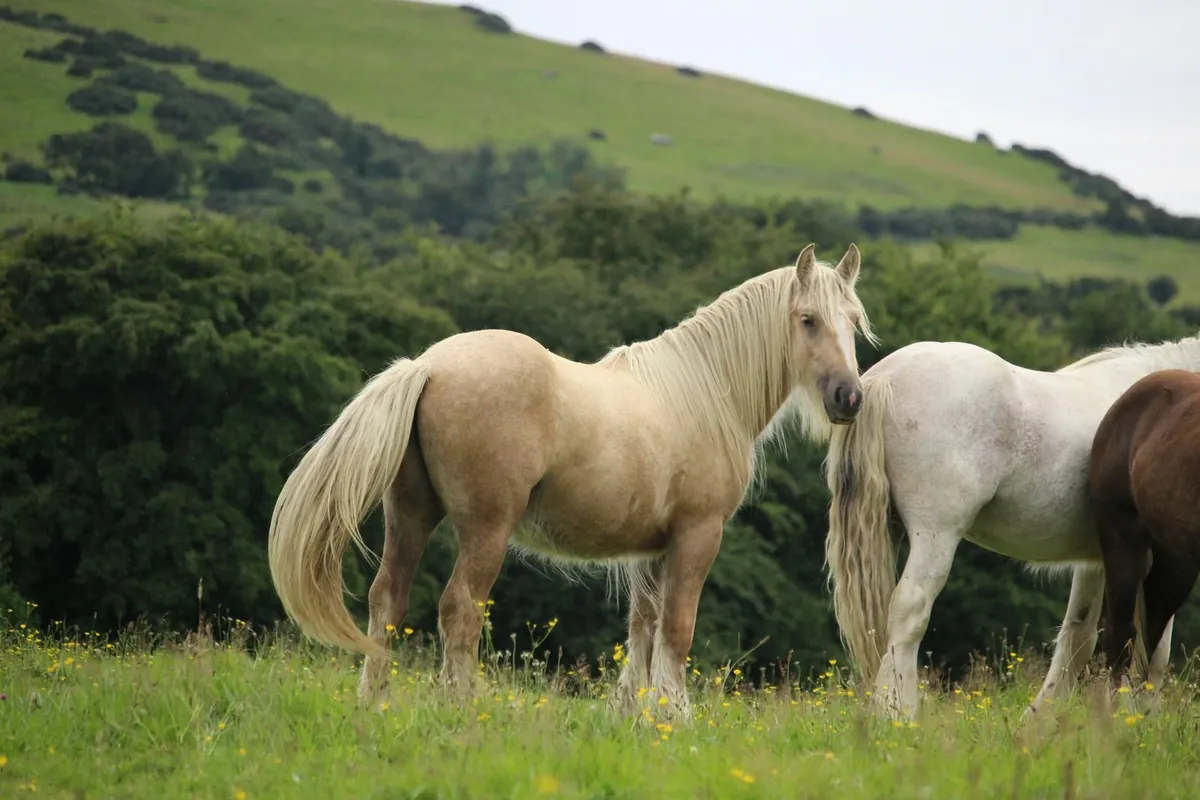 2 year old palomino colt  to make 15.3h - Image 3