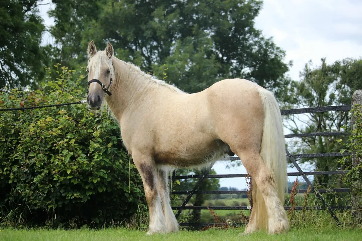 2 year old palomino colt  to make 15.3h - Image 1