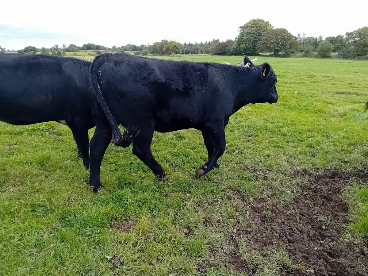 Heifers - Image 1