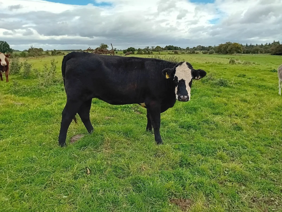 Heifers - Image 2