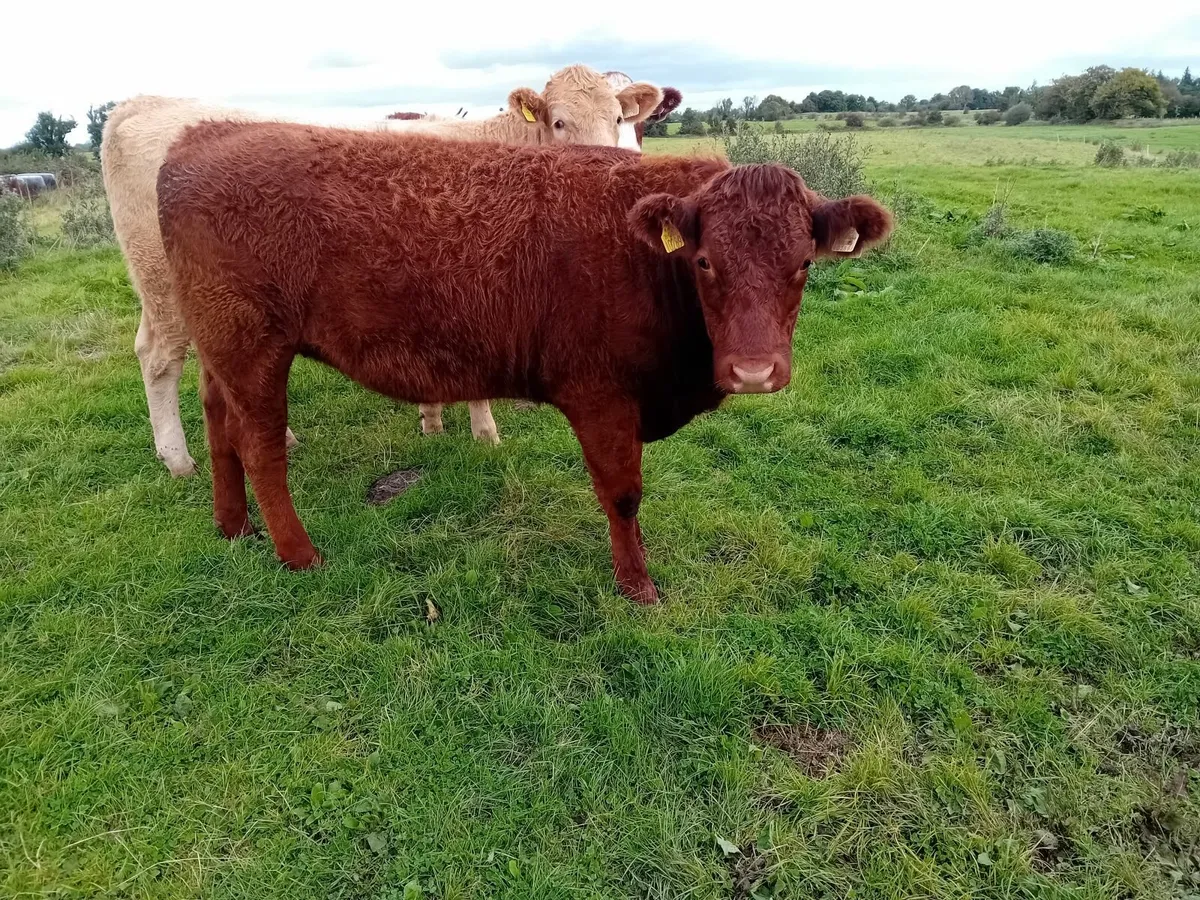 Heifers - Image 3
