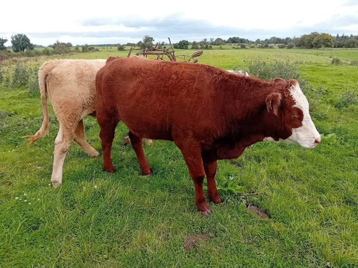 Heifers - Image 4