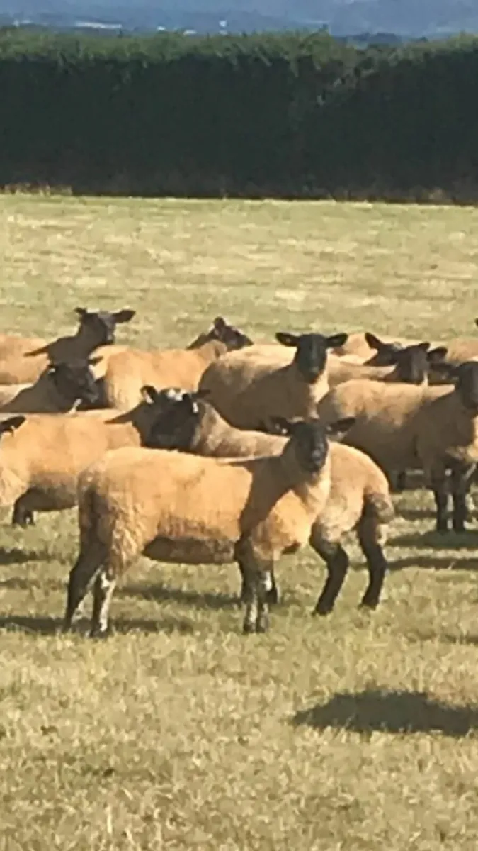 Sheep - Image 2