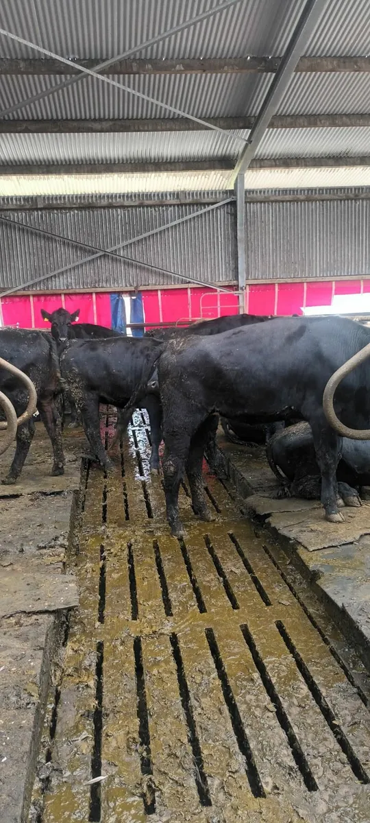 30 aa heifers - Image 1