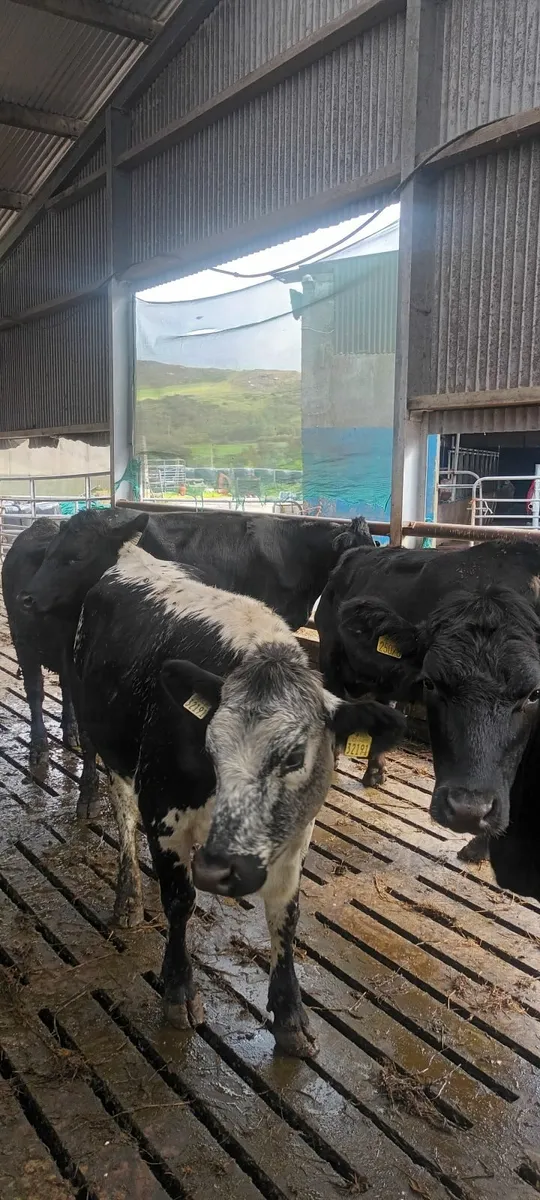 30 aa heifers - Image 2