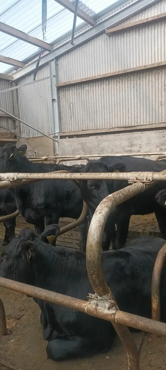30 aa heifers - Image 3
