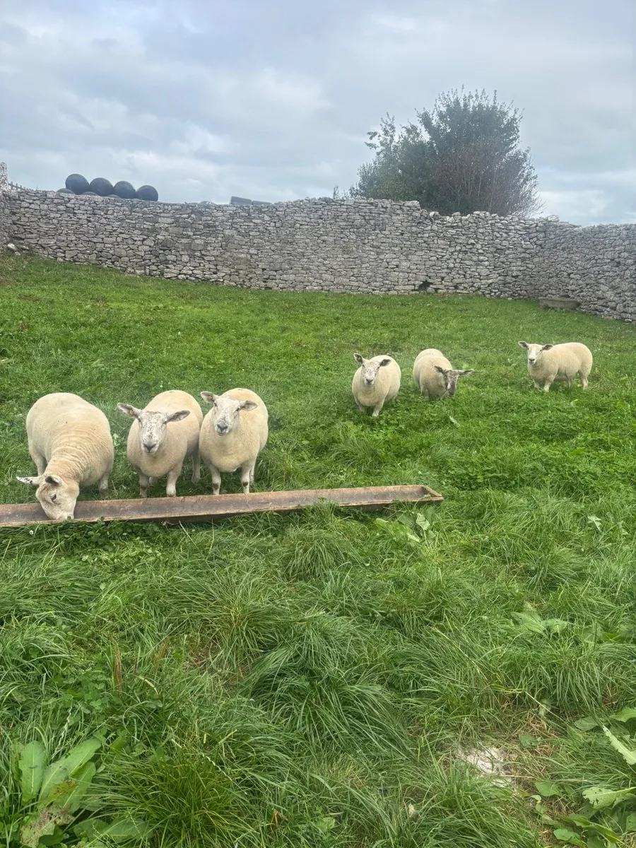 Sheep