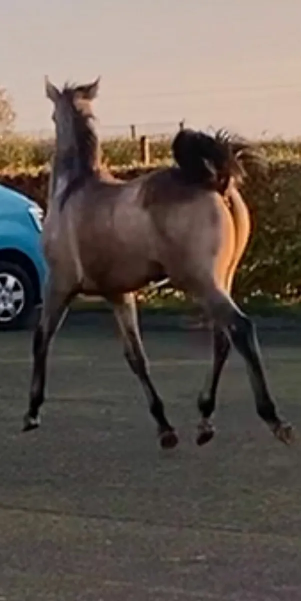 Yearling by Pumkins Pondi - Image 2