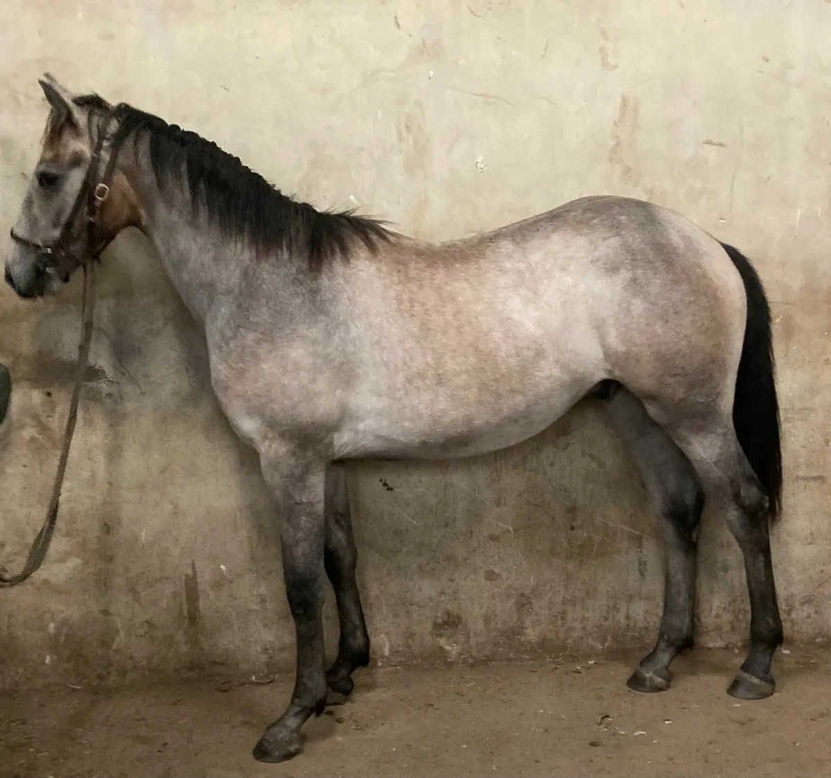 Yearling by Pumkins Pondi - Image 3