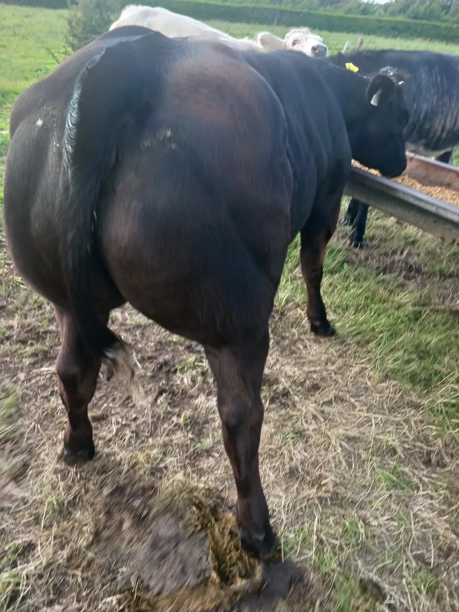 U &e grade heifers for tulllamore September 1st - Image 1