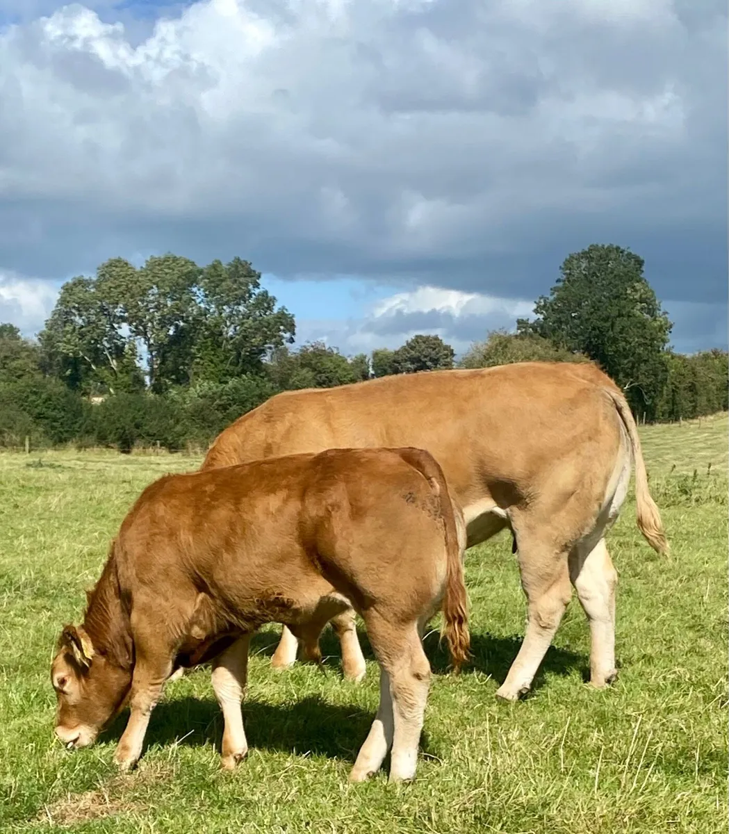 Super young Limousin bull - Image 1