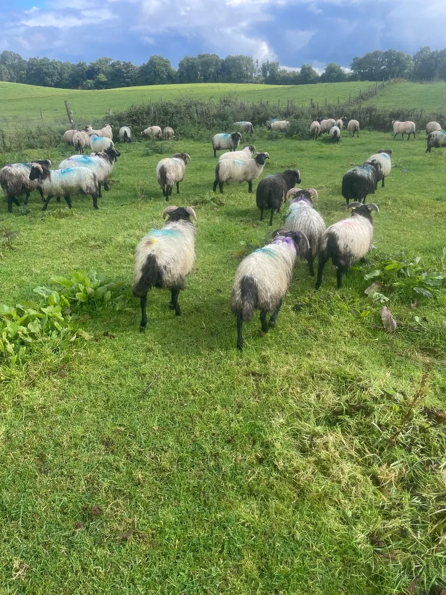 Store lambs - Image 2