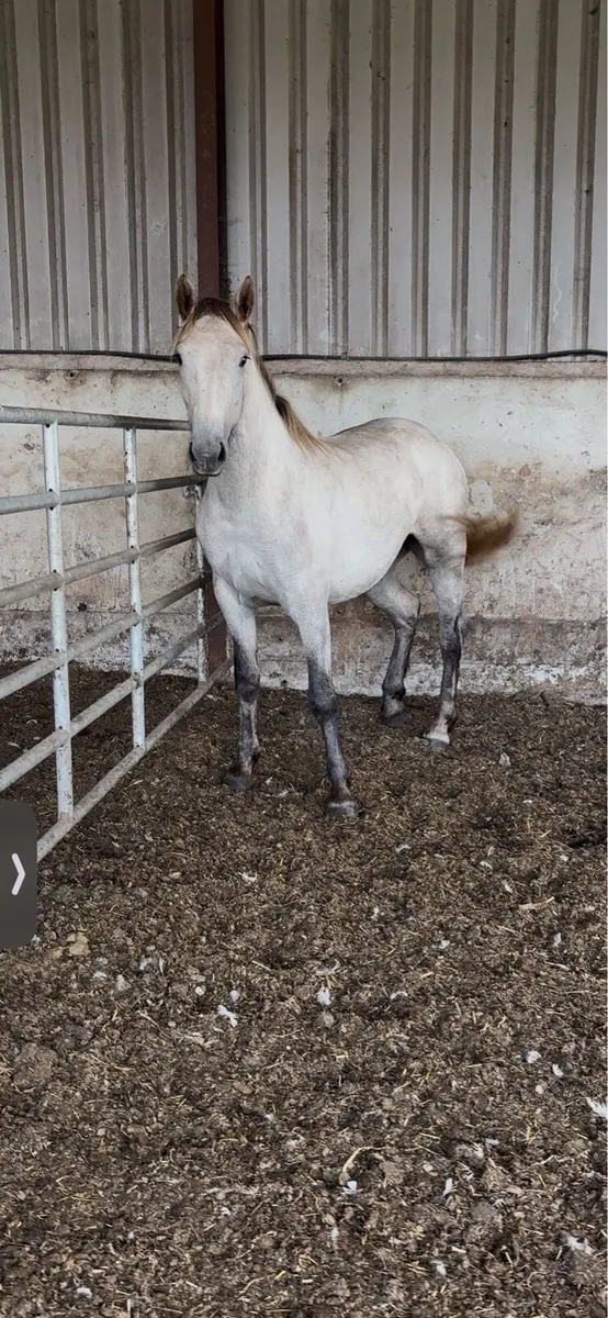 RID filly - Image 1