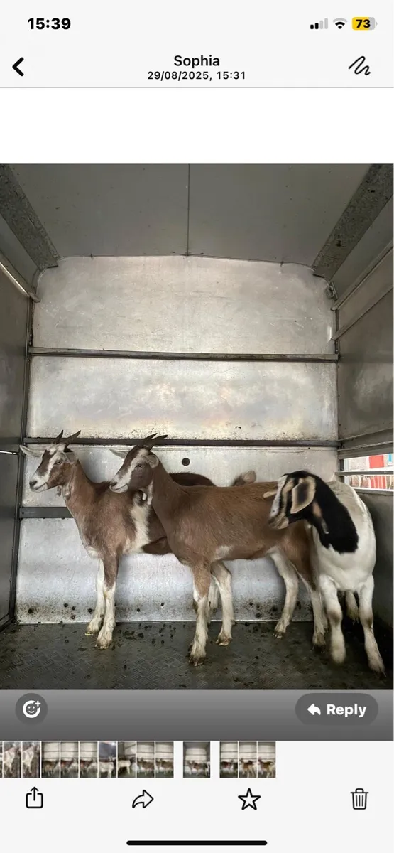 4 female goats - Image 1