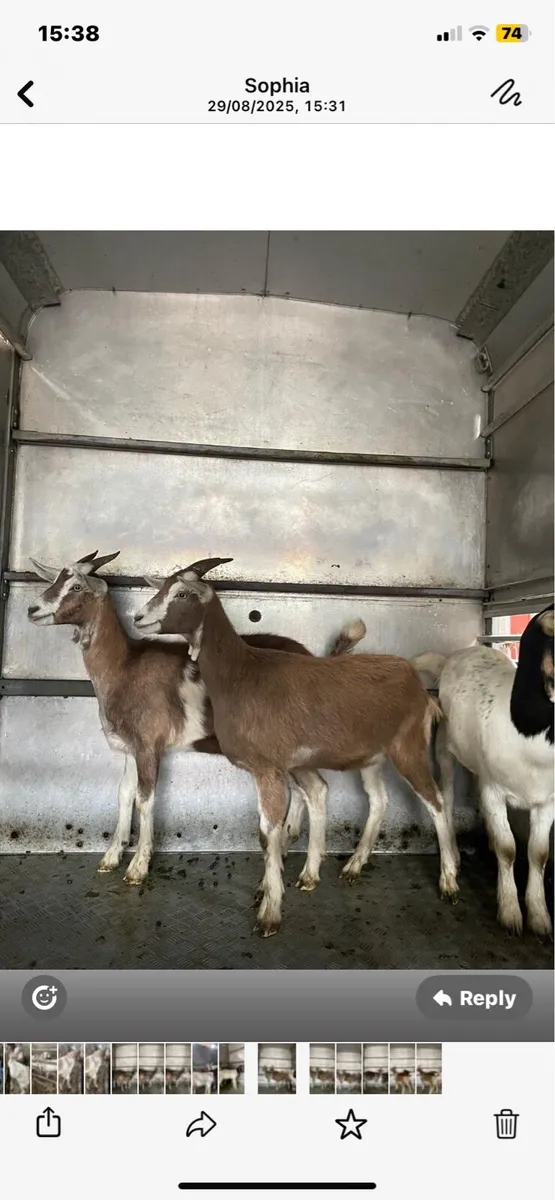 4 female goats - Image 2