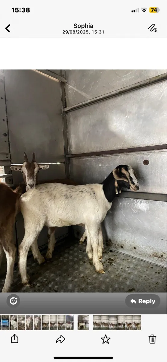 4 female goats - Image 3