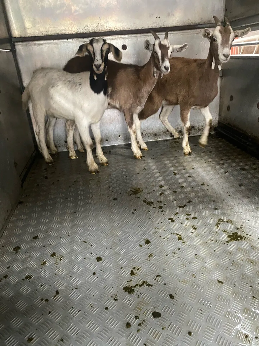 4 female goats - Image 4