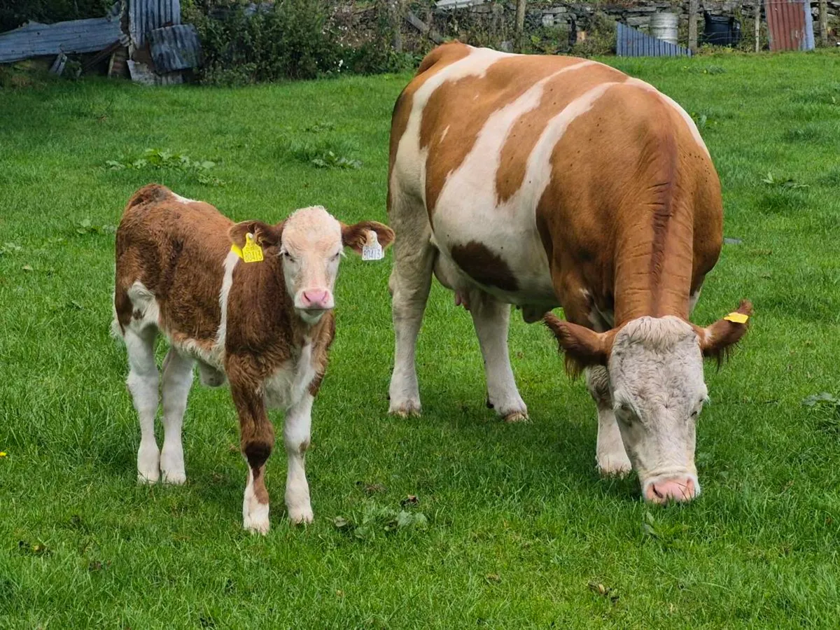 PEDIGREE COW/HEIFER CALF POLLED BULLS - Image 1
