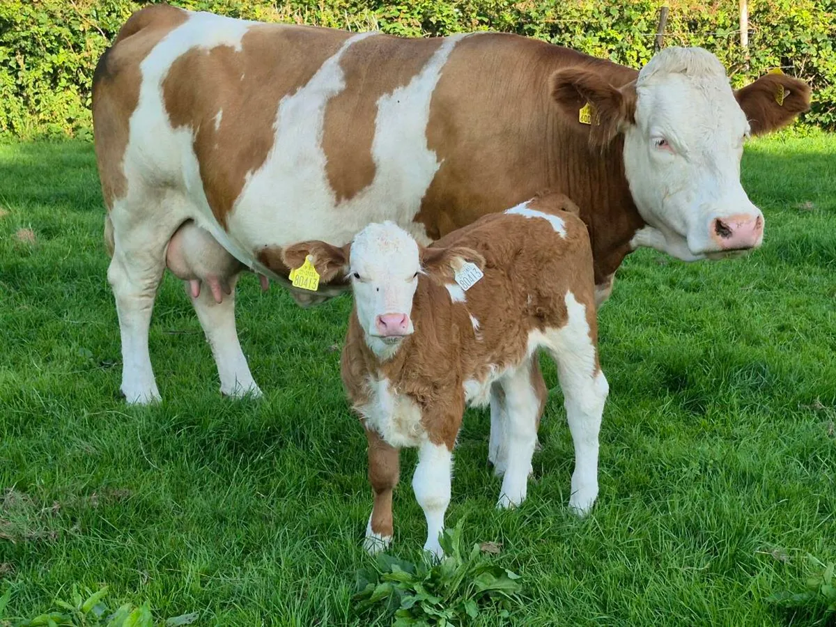 PEDIGREE COW/HEIFER CALF POLLED BULLS - Image 2