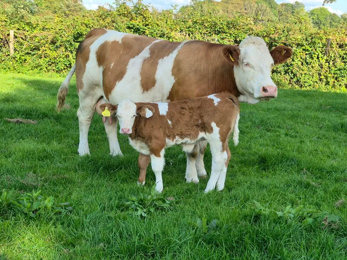 PEDIGREE COW/HEIFER CALF POLLED BULLS - Image 3