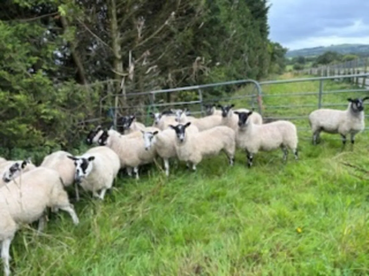 Sheep - Image 1