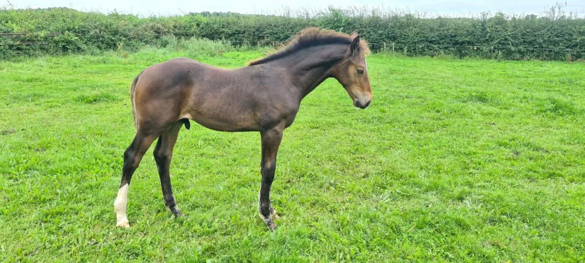 Tyson Colt Foal - Image 1
