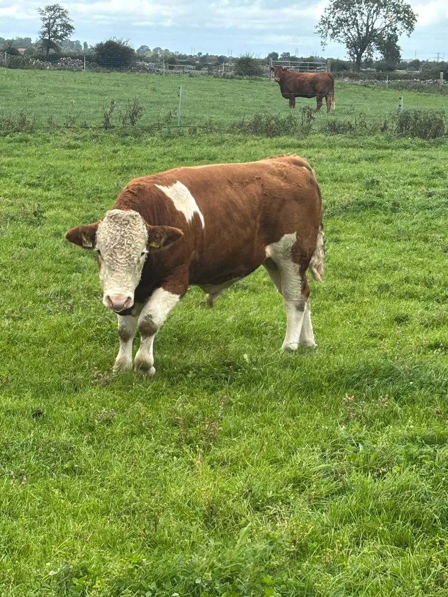 Fleckvieh Bull - Image 2