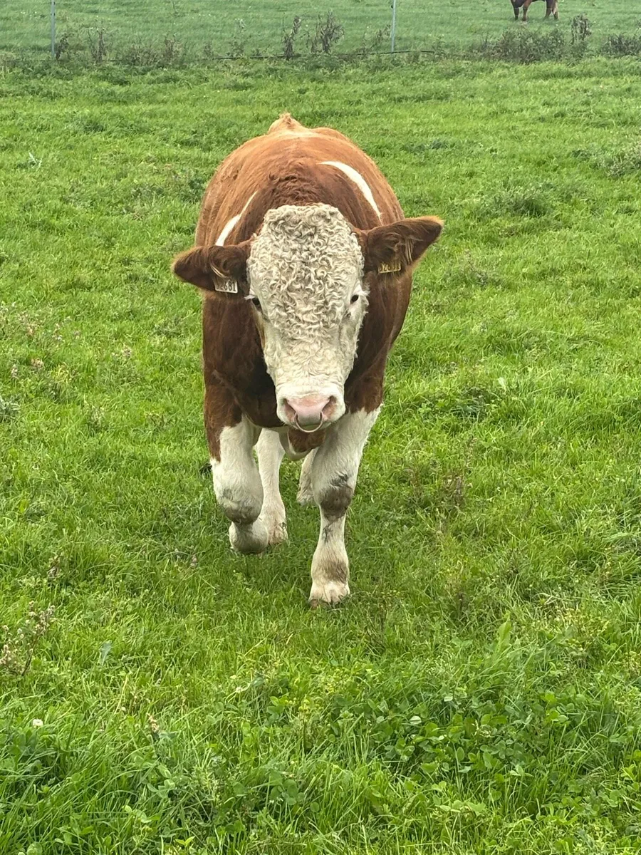 Fleckvieh Bull - Image 3