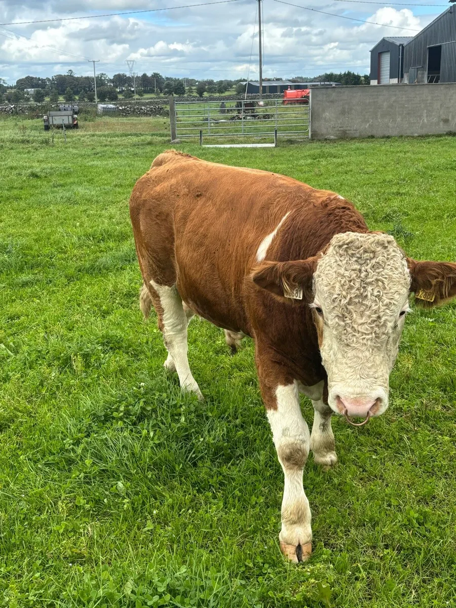 Fleckvieh Bull - Image 4
