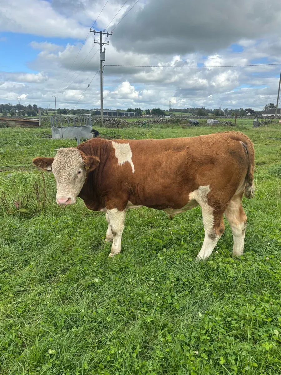 Fleckvieh Bull - Image 1