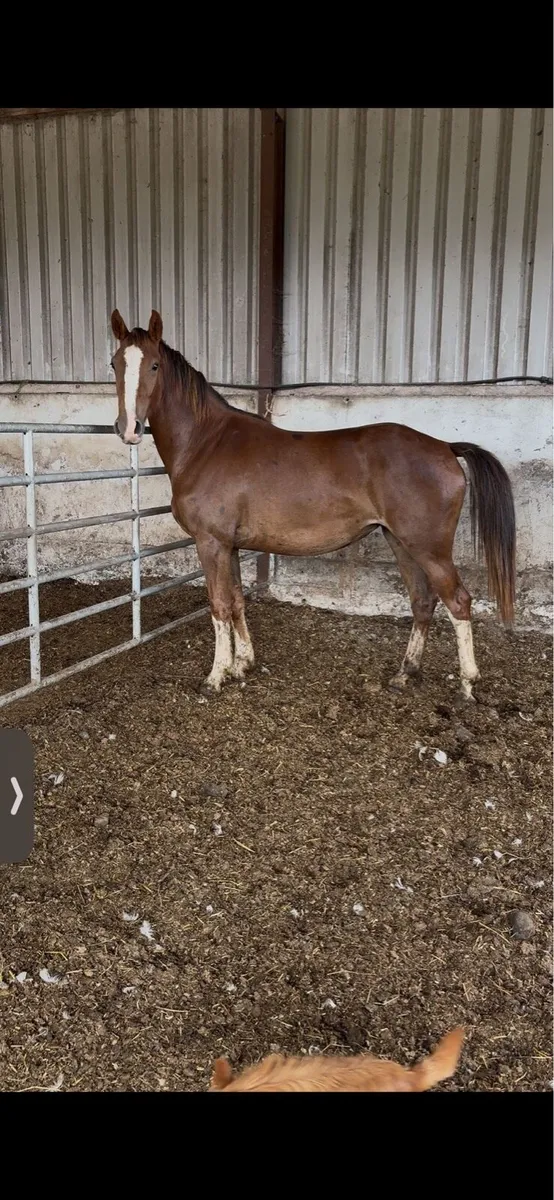 Chestnut filly - Image 1