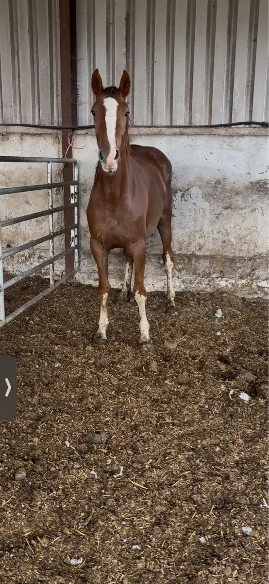 Chestnut filly - Image 2