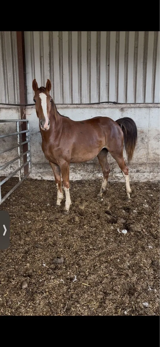 Chestnut filly - Image 3