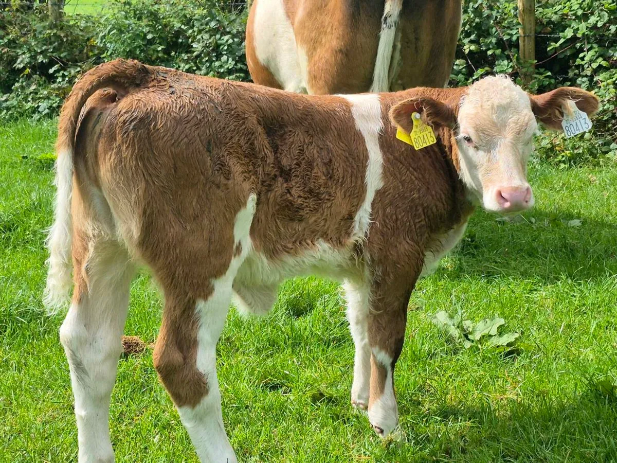 PEDIGREE COW/HEIFER CALF POLLED BULLS - Image 4