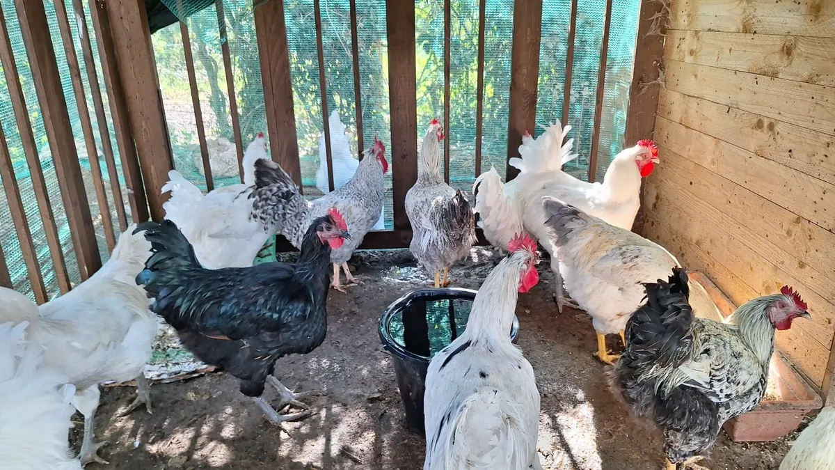 Rooster - Image 1