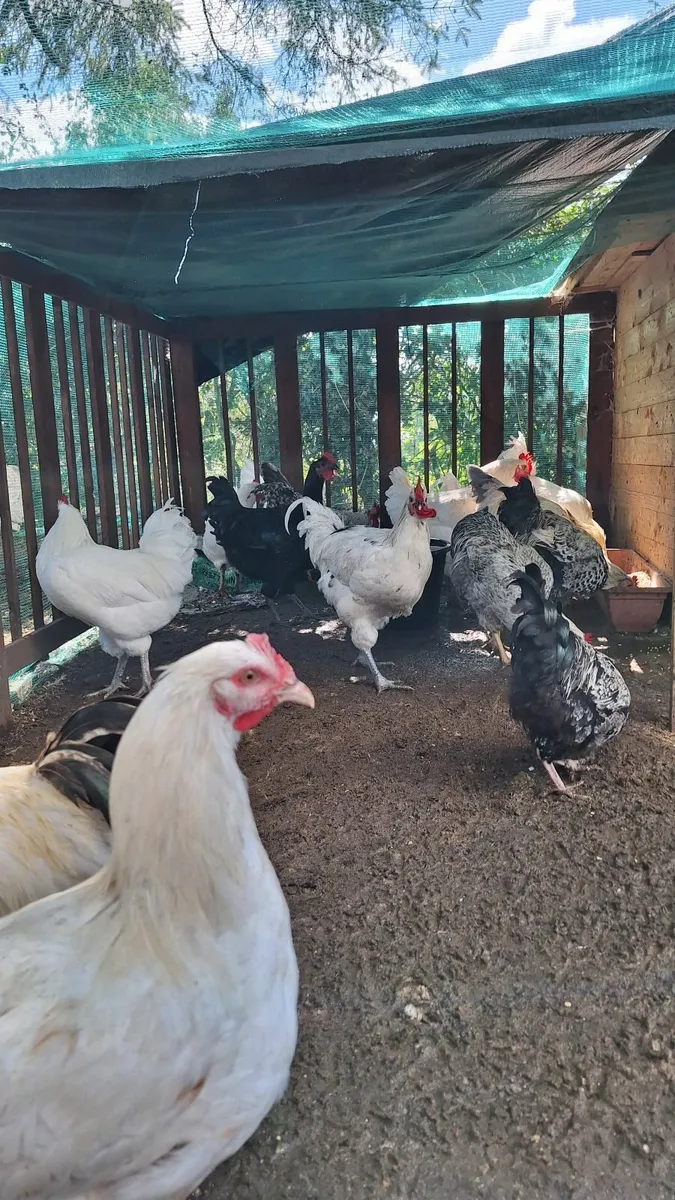 Rooster - Image 2