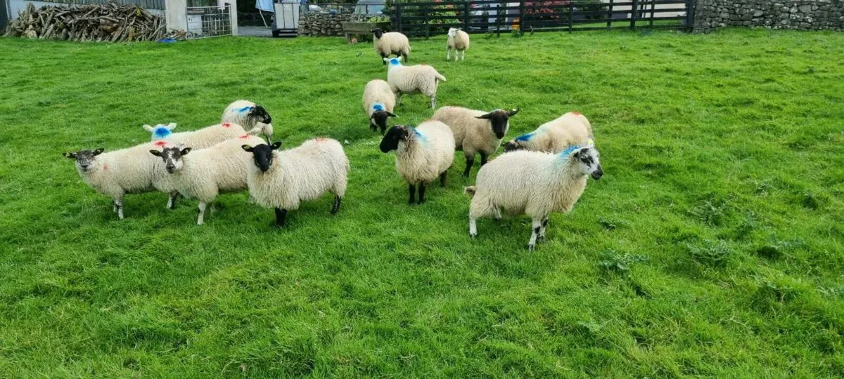 Ewe lambs - Image 1