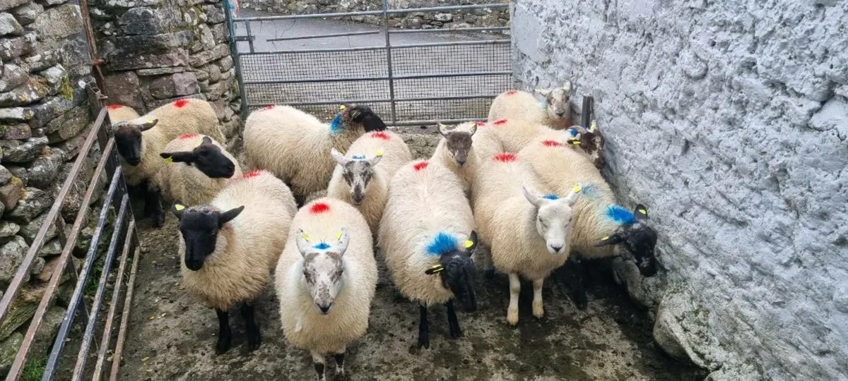 Ewe lambs - Image 2