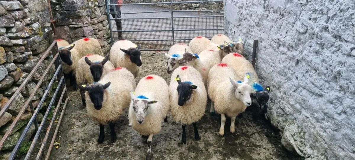 Ewe lambs - Image 3