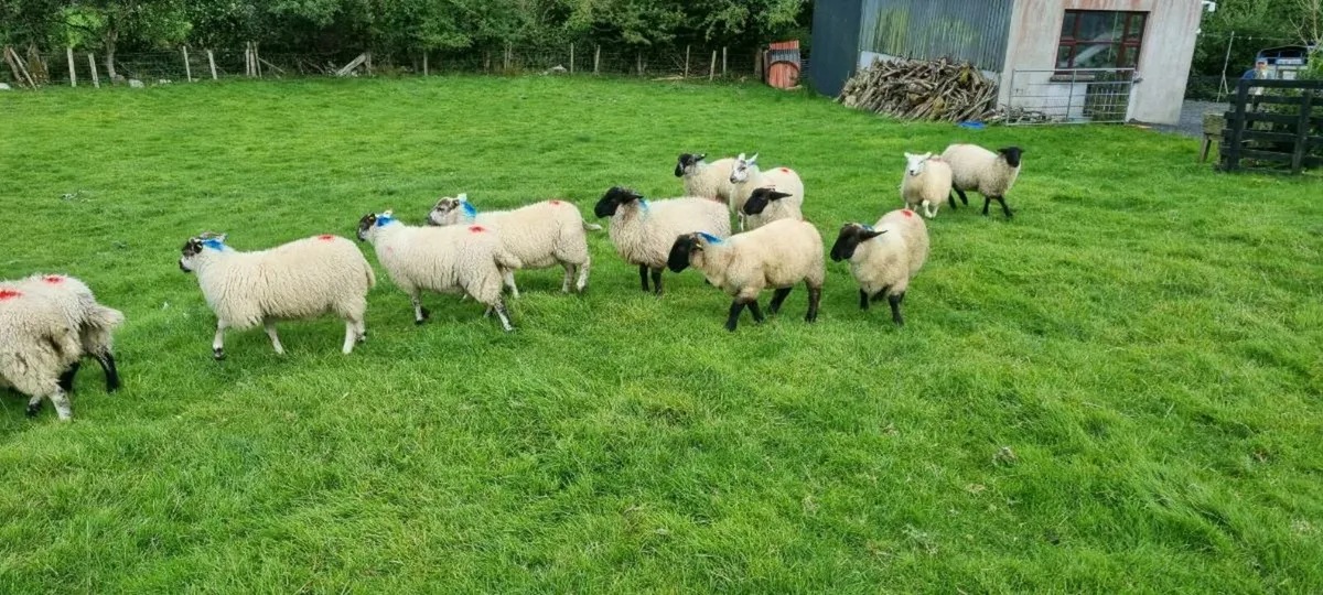 Ewe lambs - Image 4