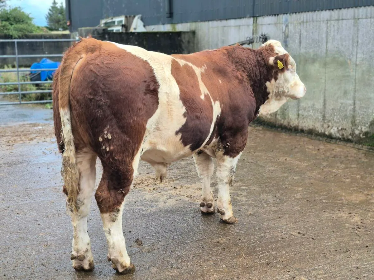 PEDIGREE POLLED SIMMENTAL BULLS - Image 3