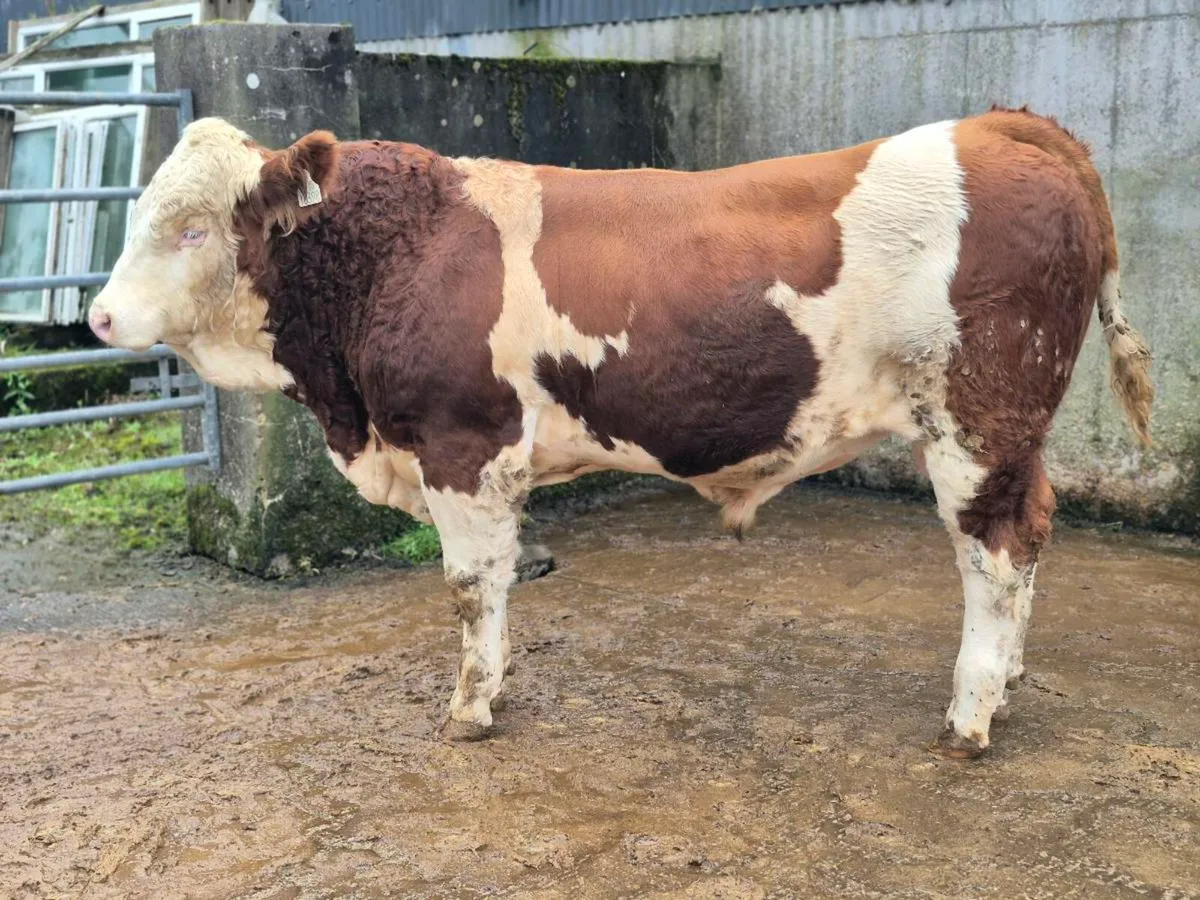 PEDIGREE POLLED SIMMENTAL BULLS - Image 4