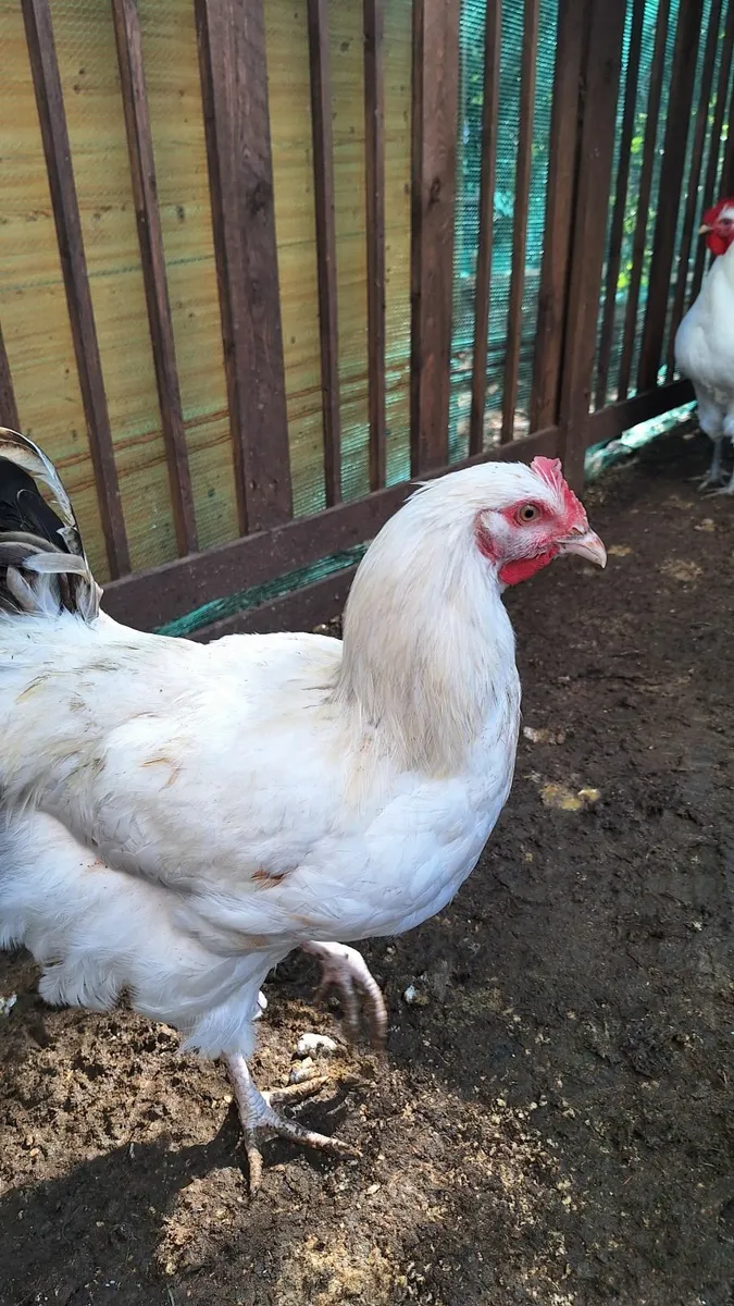 Rooster - Image 3